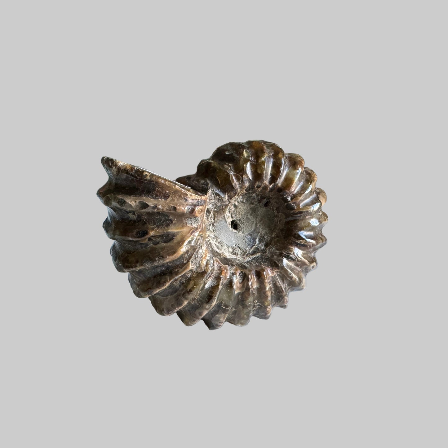 ammonite