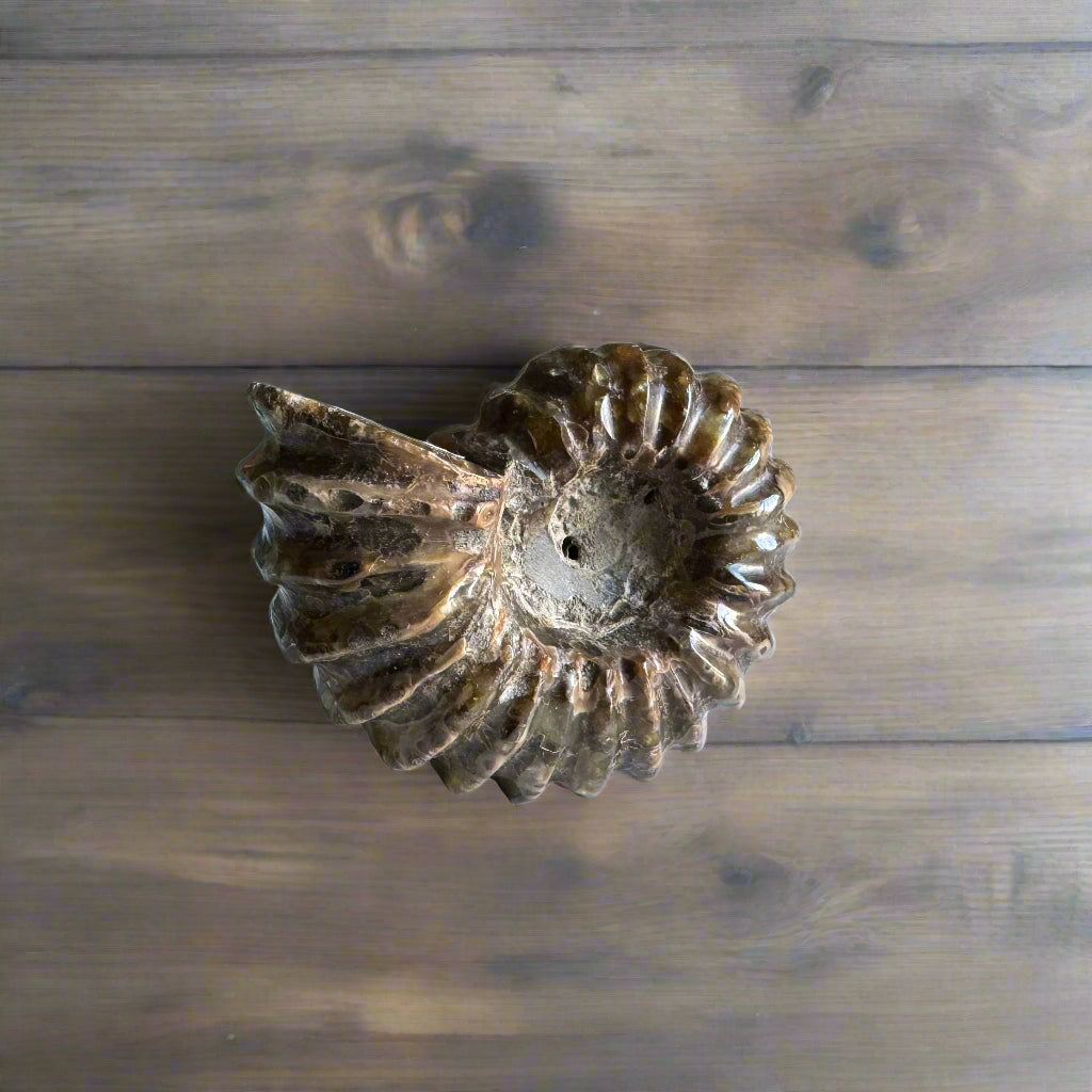 ammonite