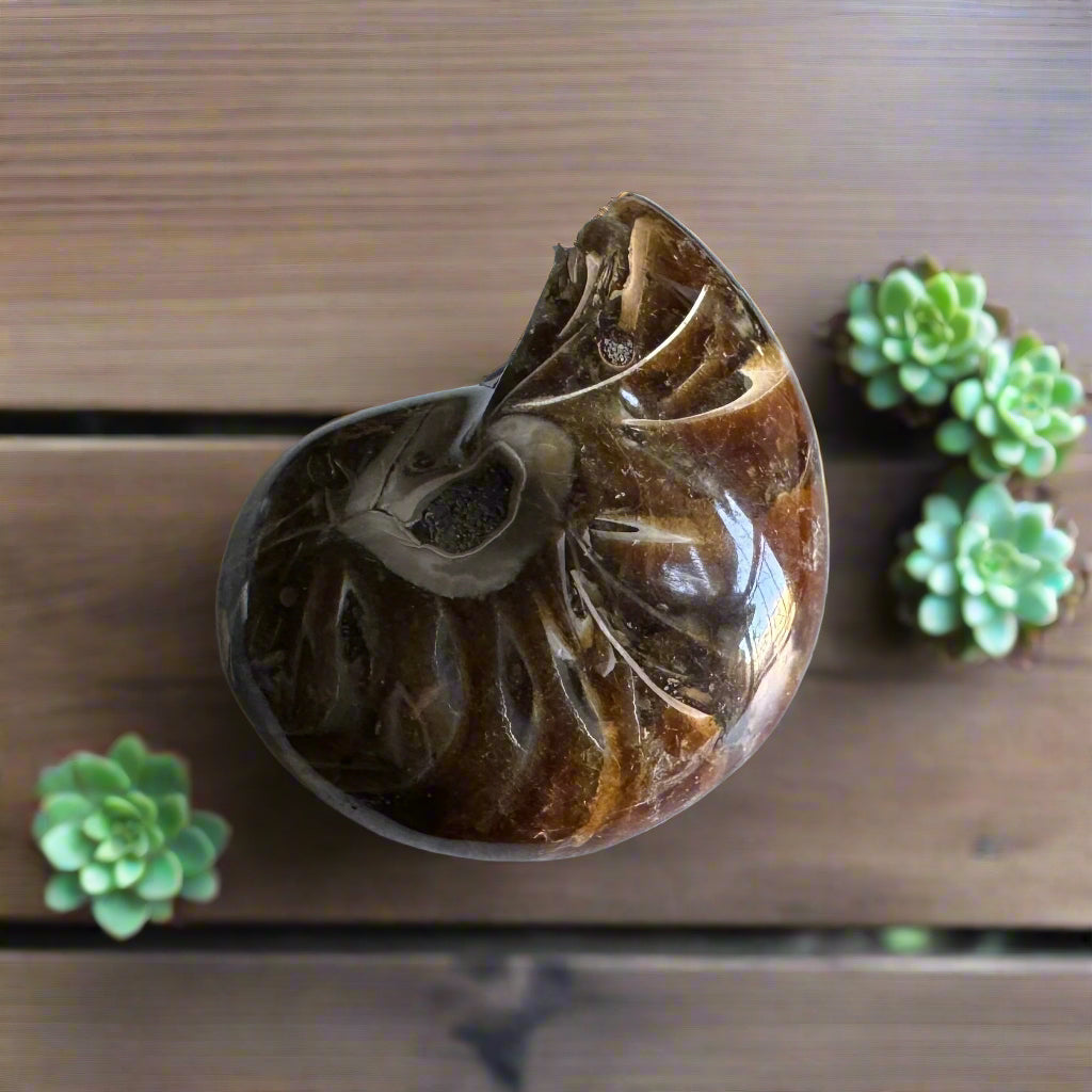 ammonite