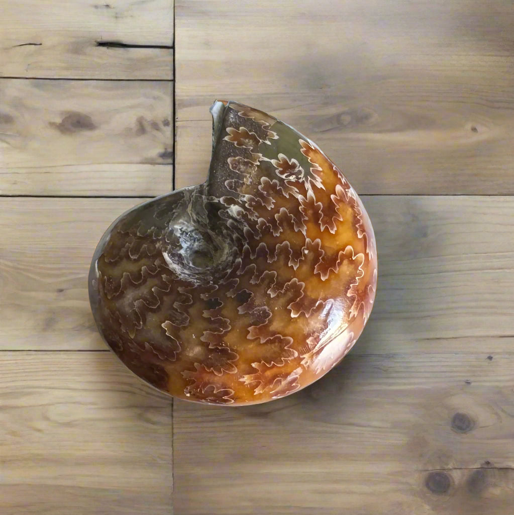 ammonite