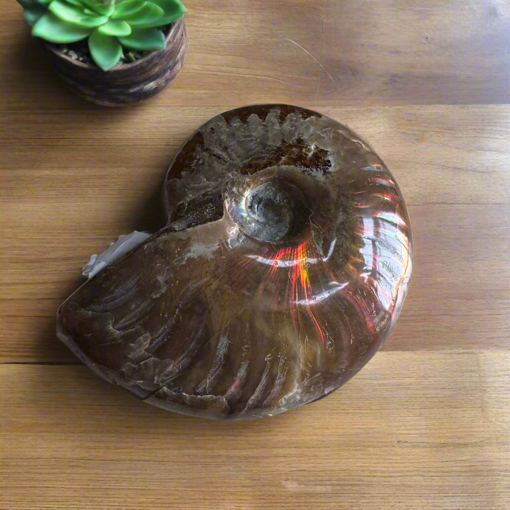 ammonite