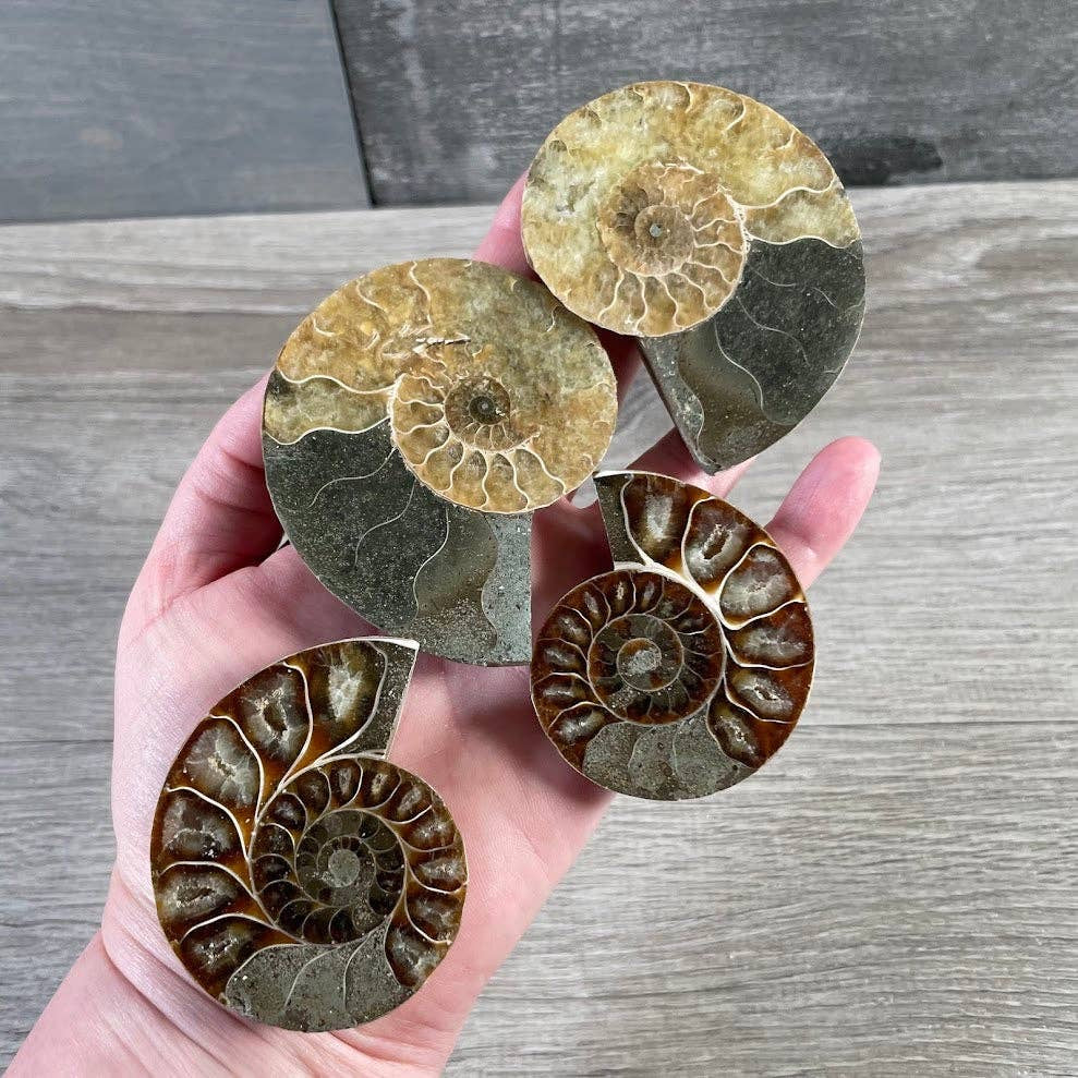ammonite