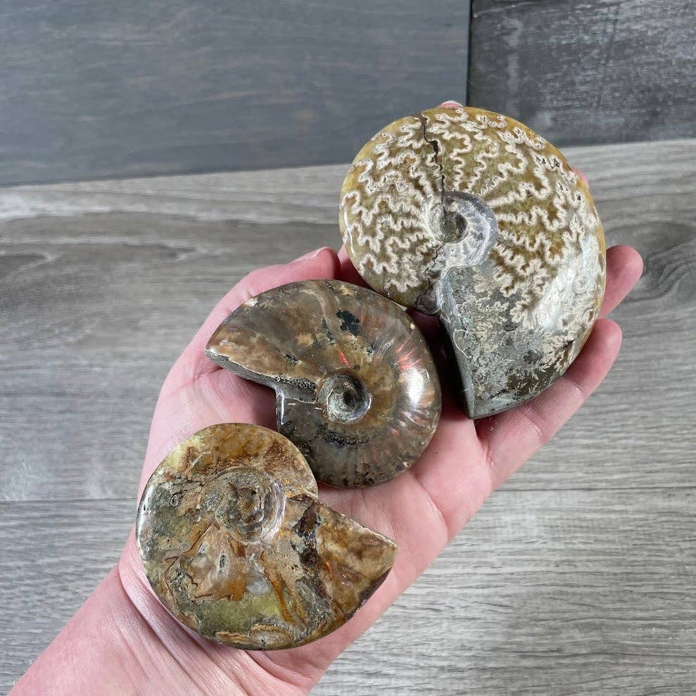 ammonite