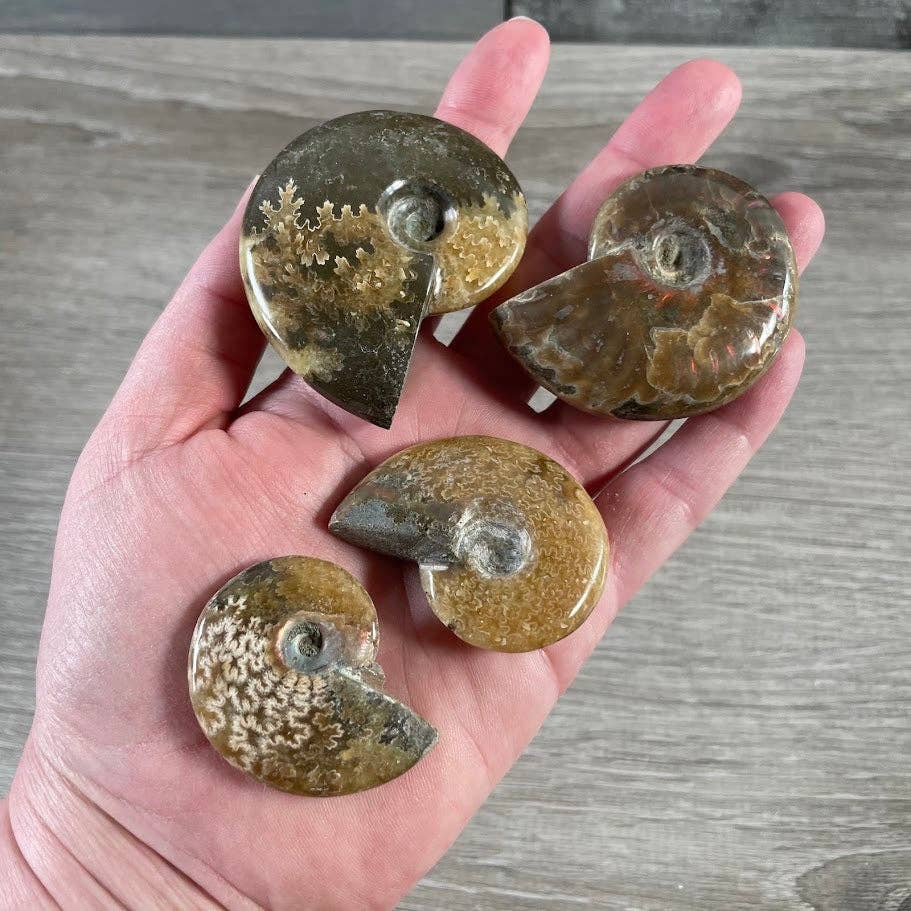 ammonite