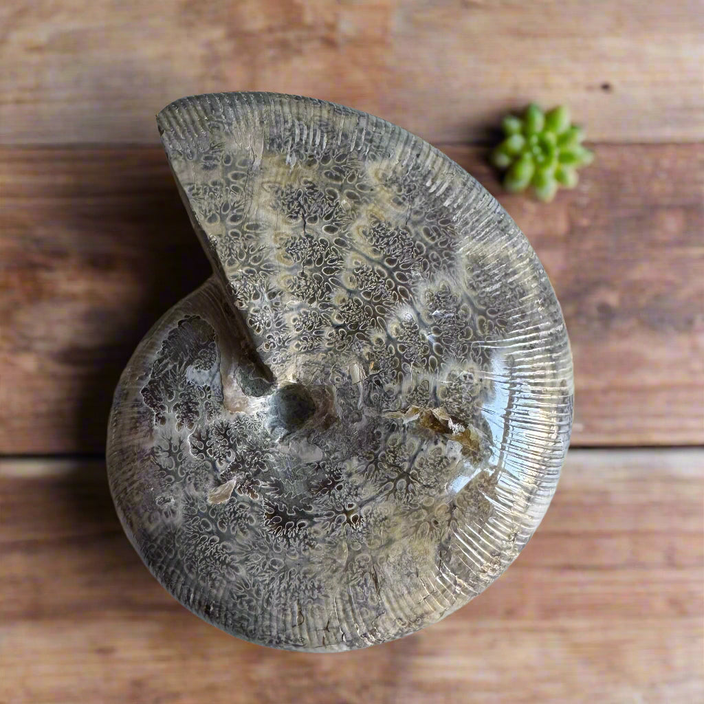 ammonite