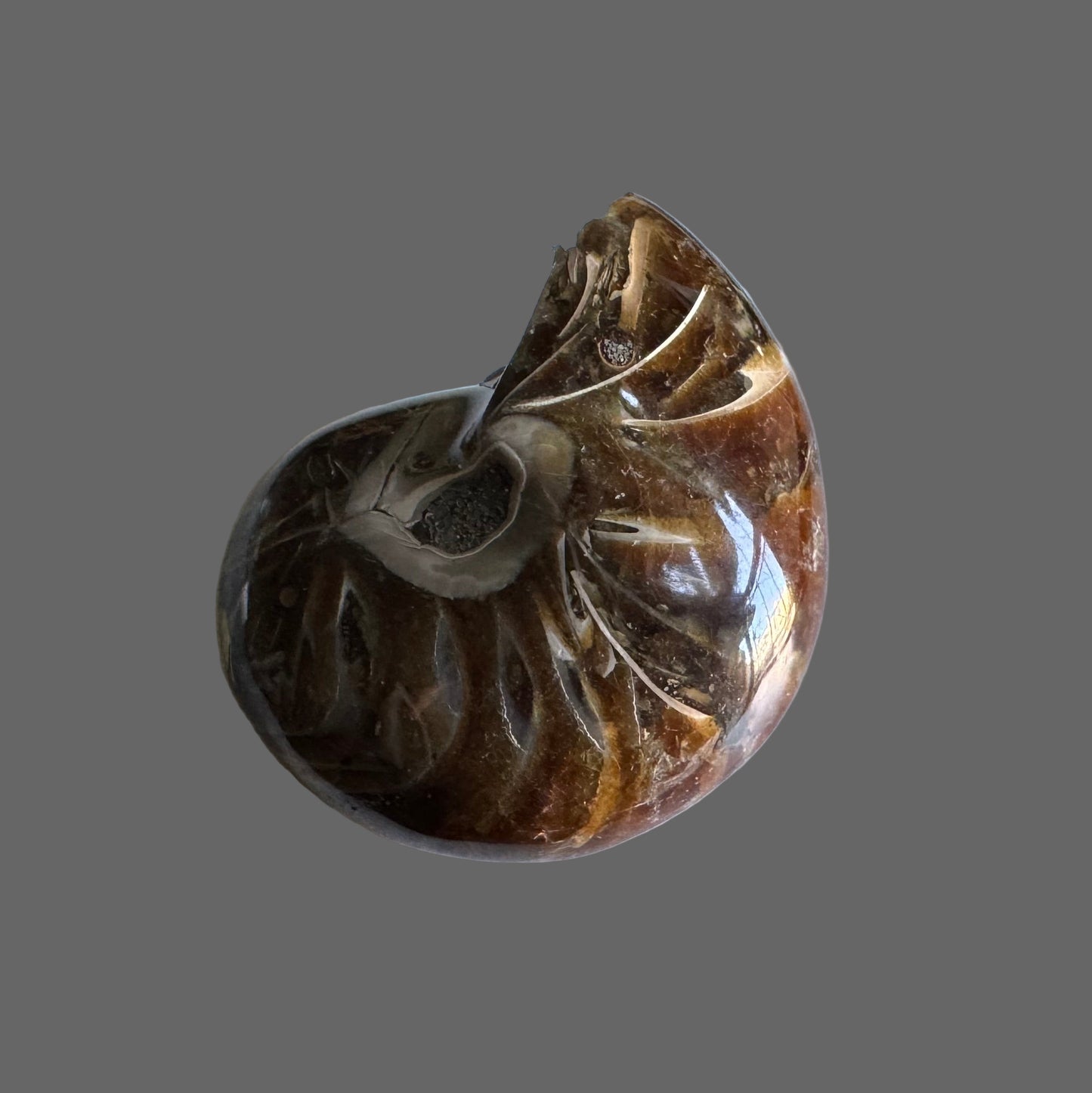 ammonite