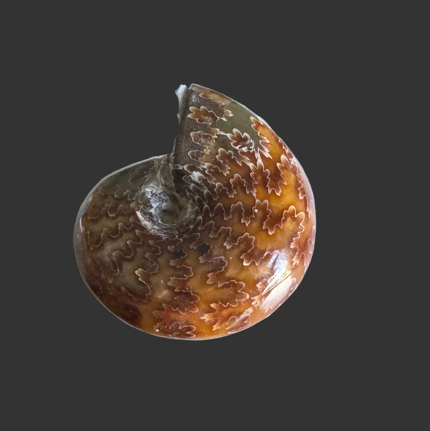 ammonite