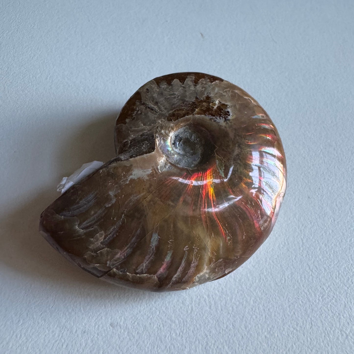 ammonite