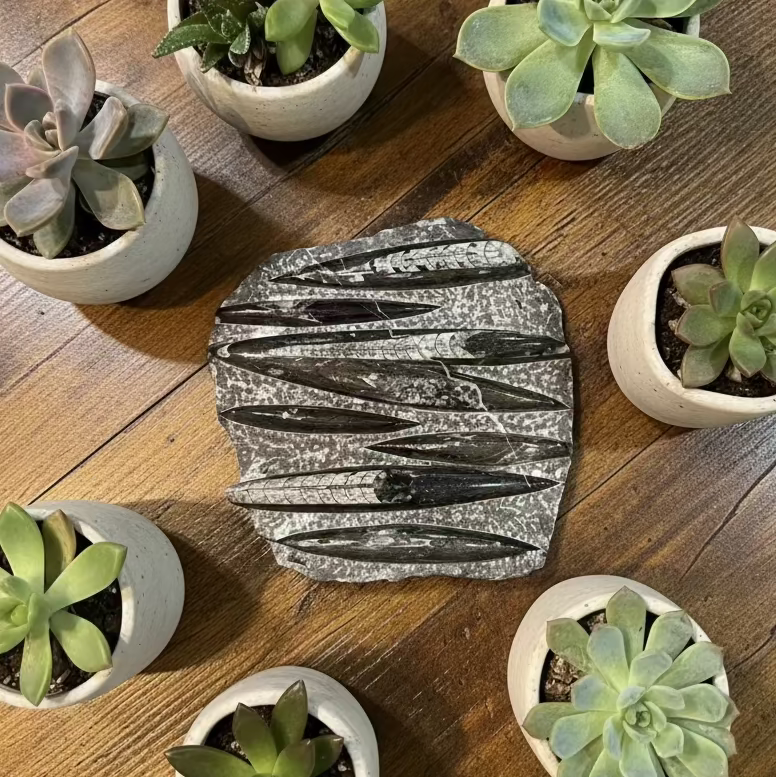 orthoceras fossil in matrix