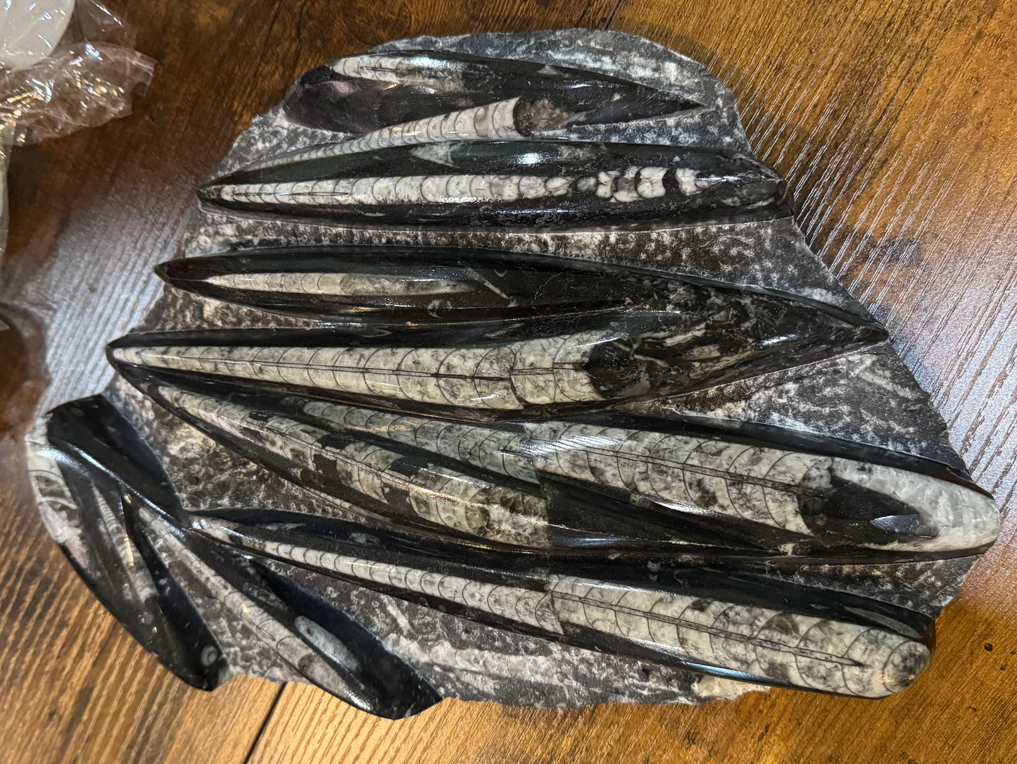 orthoceras fossil in matrix