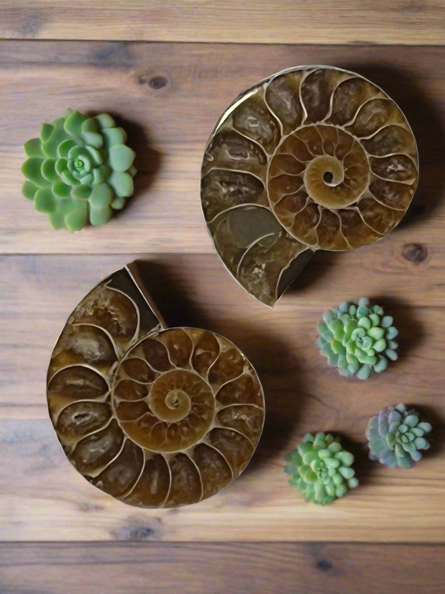 ammonite