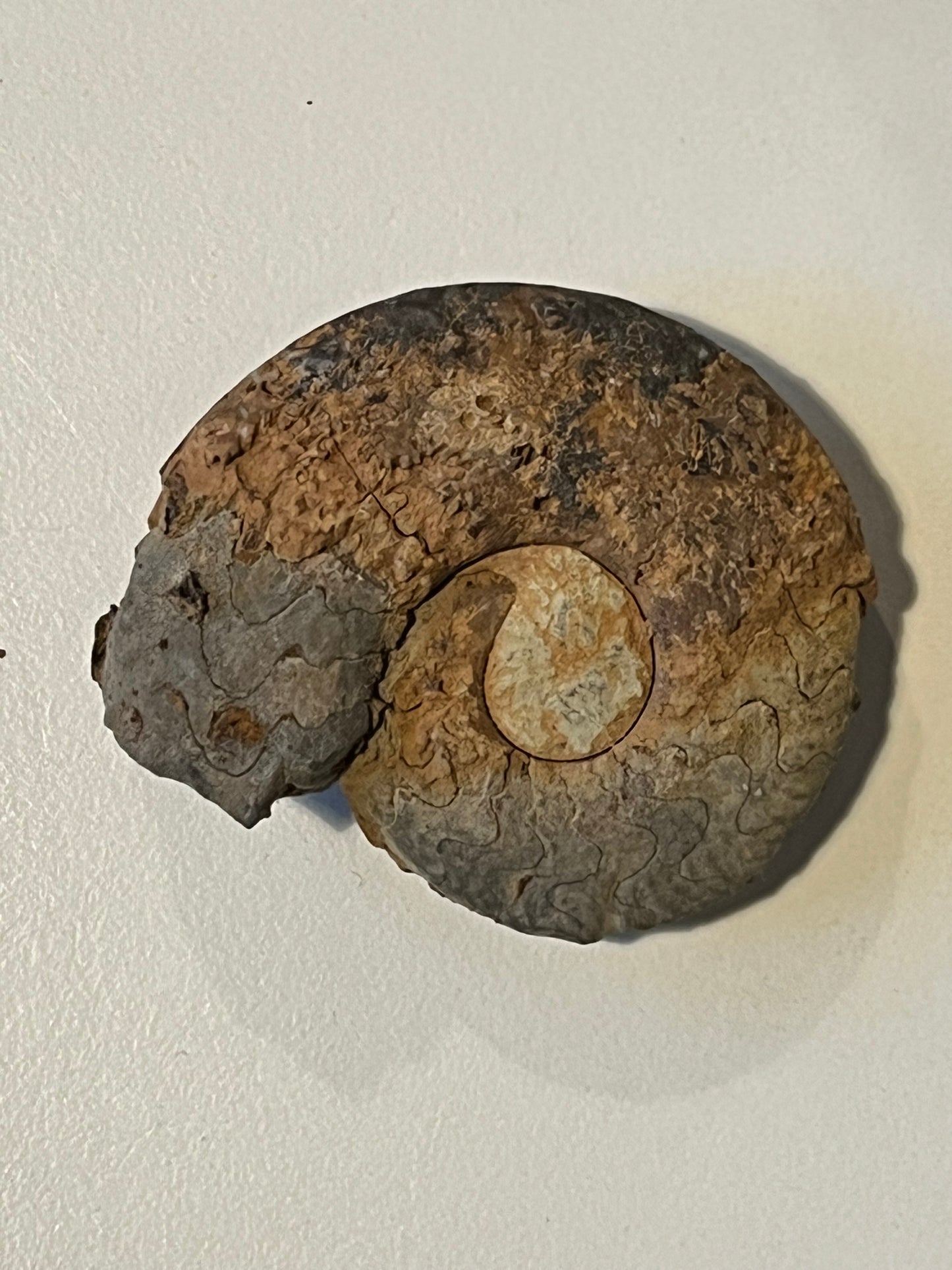 ammonite boxed fossils