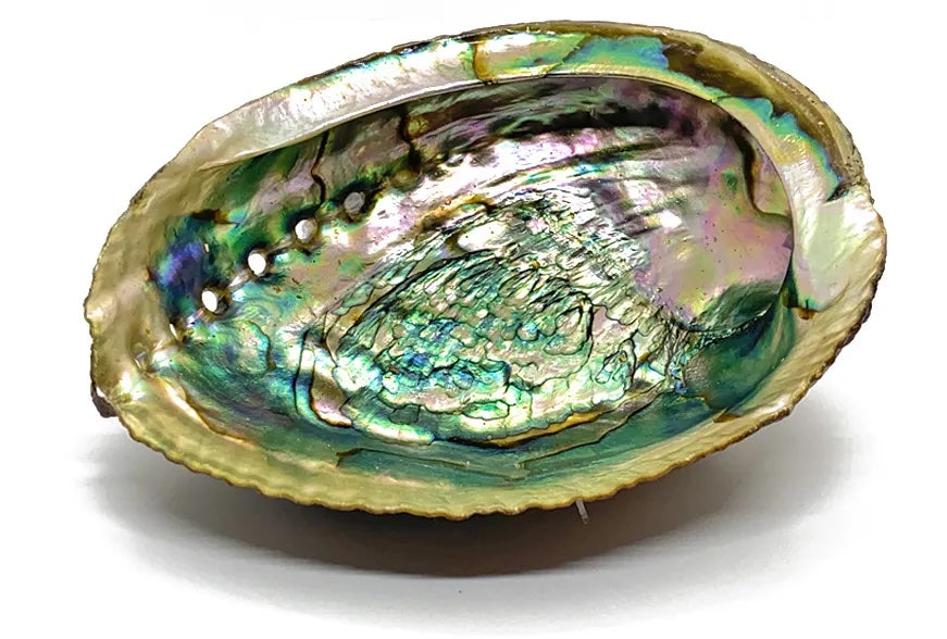 abalone shell