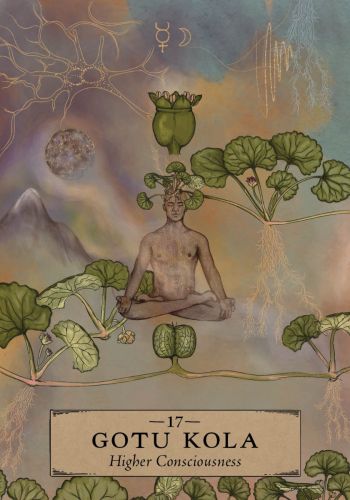 The Herbal Astrology Oracle by Adriana Ayales